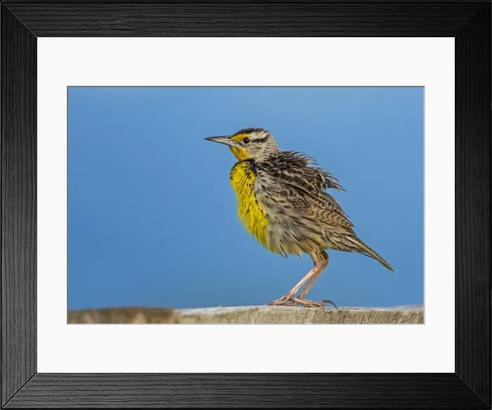 Framed Print : Picture No. 11980959 Framed Print : Picture No. 11980959