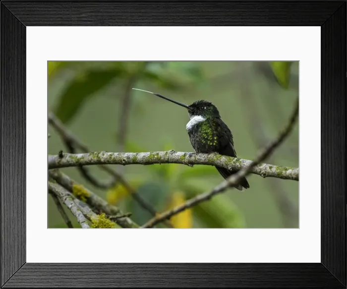 Framed Print : Picture No. 11980960 Framed Print : Picture No. 11980960