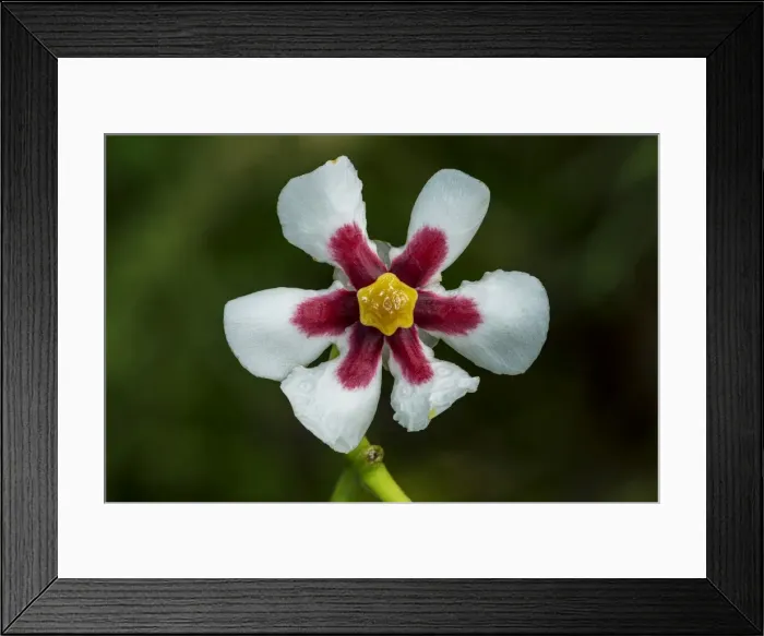 Framed Print : Picture No. 11980961 Framed Print : Picture No. 11980961