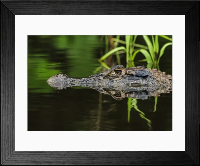 Framed Print : Picture No. 11980962 Framed Print : Picture No. 11980962