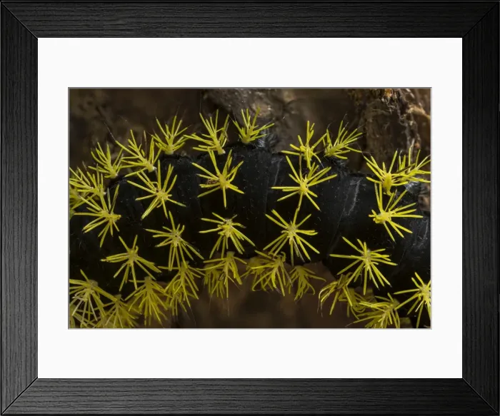 Framed Print : Picture No. 11980963 Framed Print : Picture No. 11980963