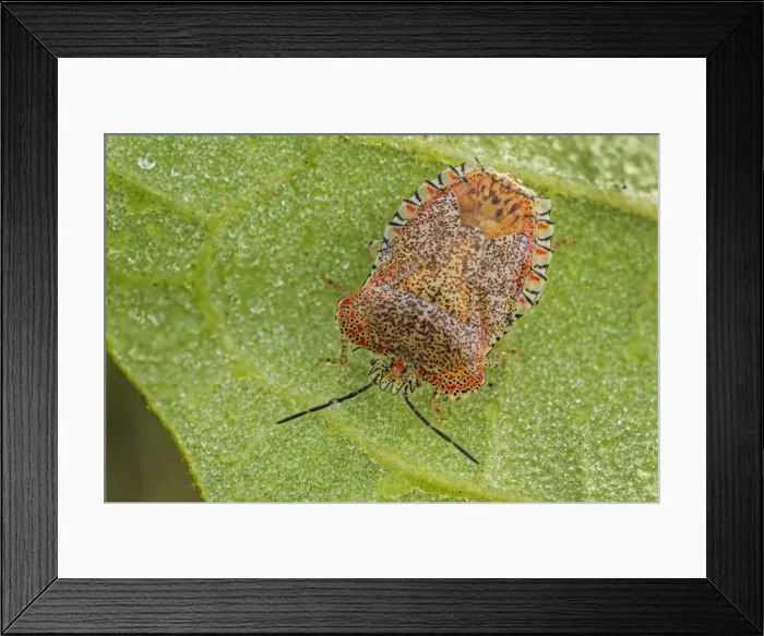 Framed Print : Picture No. 11980964 Framed Print : Picture No. 11980964
