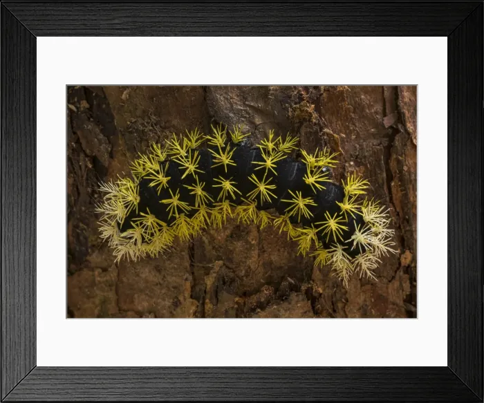 Framed Print : Picture No. 11980966 Framed Print : Picture No. 11980966