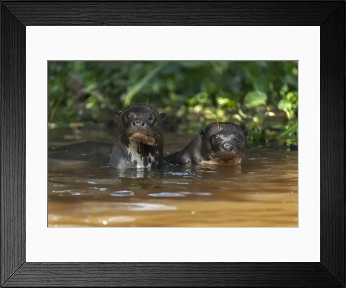 Framed Print : Picture No. 11980967 Framed Print : Picture No. 11980967