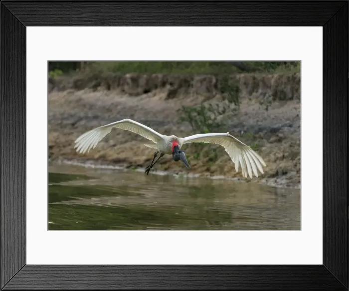 Framed Print : Picture No. 11980968 Framed Print : Picture No. 11980968