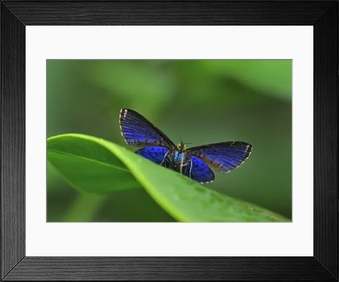 Framed Print : Picture No. 11980969 Framed Print : Picture No. 11980969