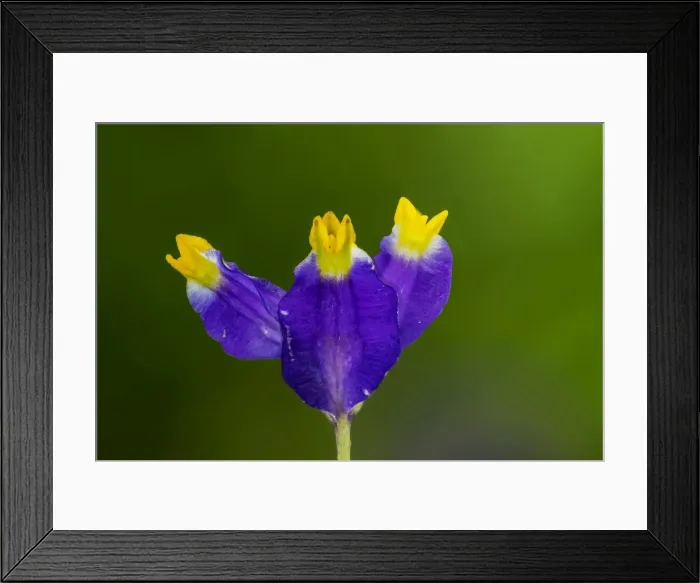 Framed Print : Picture No. 11980970 Framed Print : Picture No. 11980970