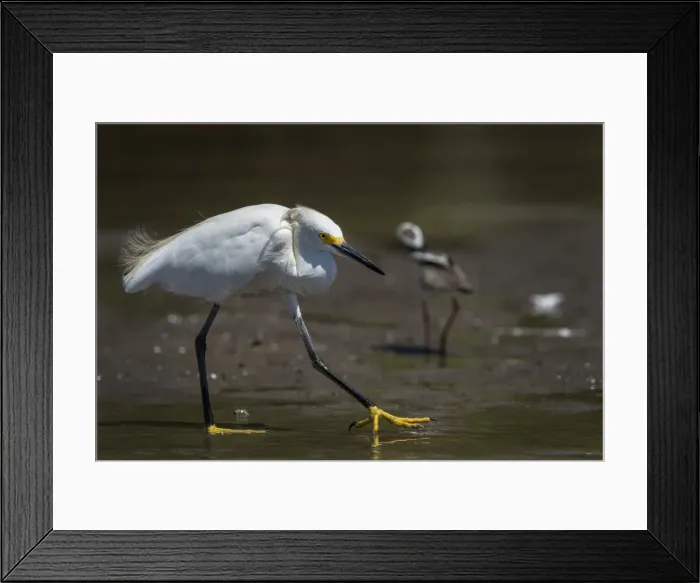 Framed Print : Picture No. 11980971 Framed Print : Picture No. 11980971