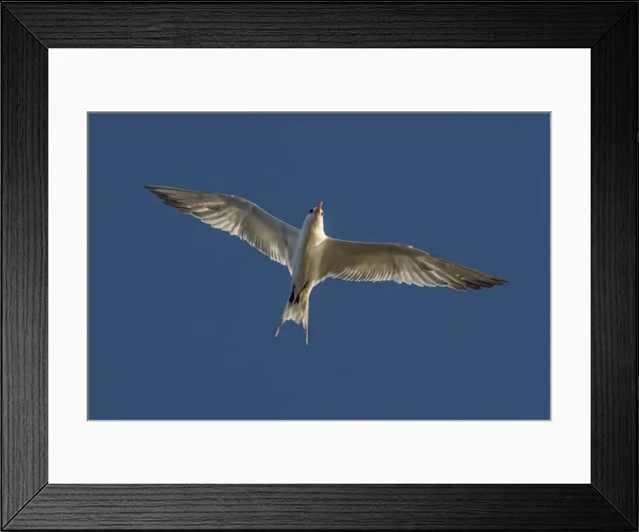 Framed Print : Picture No. 11980972 Framed Print : Picture No. 11980972