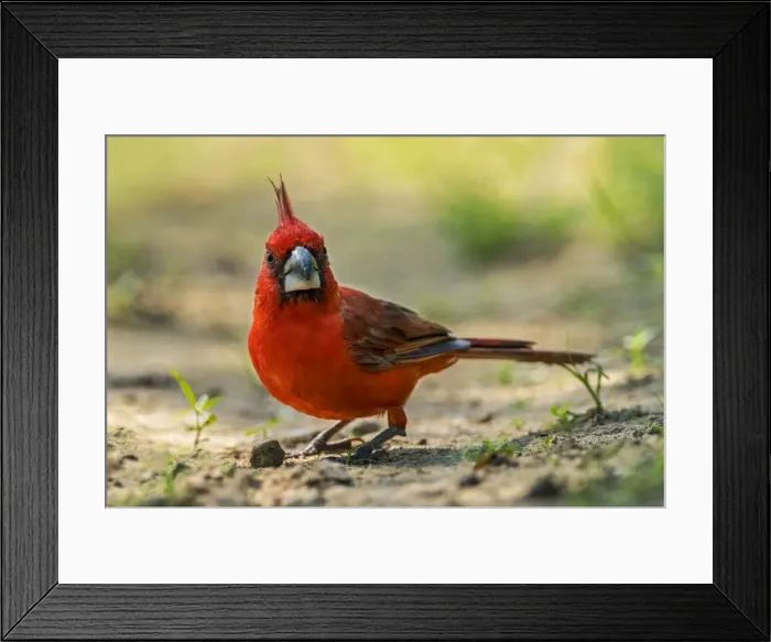 Framed Print : Picture No. 11980973 Framed Print : Picture No. 11980973