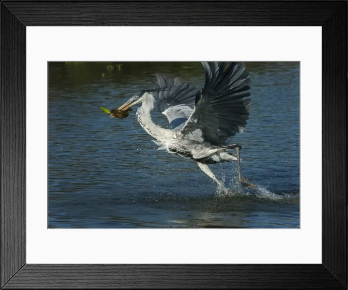 Framed Print : Picture No. 11980974 Framed Print : Picture No. 11980974