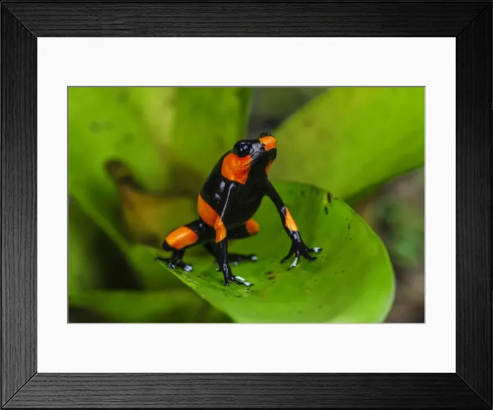 Framed Print : Picture No. 11980975 Framed Print : Picture No. 11980975