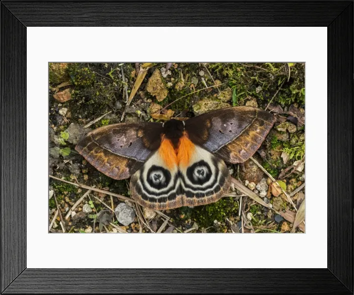 Framed Print : Picture No. 11980976 Framed Print : Picture No. 11980976