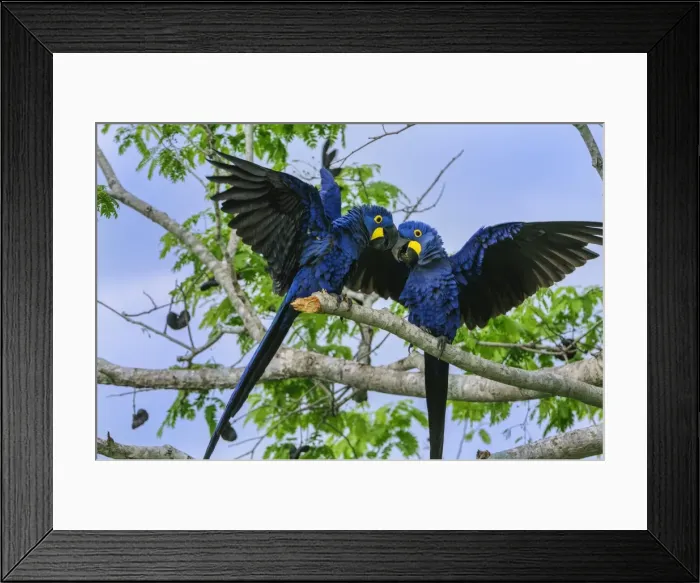 Framed Print : Picture No. 11980977