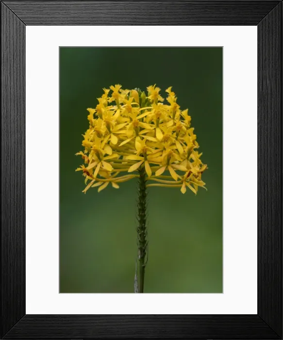 Framed Print : Picture No. 11980978 Framed Print : Picture No. 11980978
