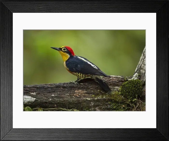 Framed Print : Picture No. 11980979