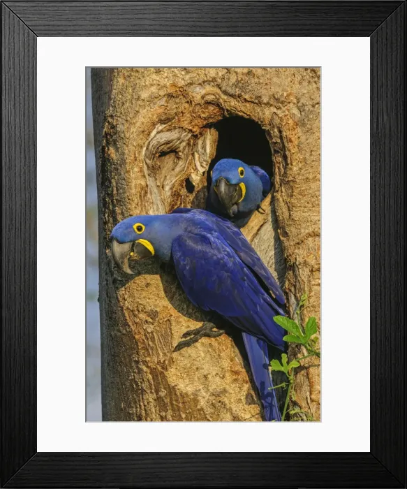 Framed Print : Picture No. 11980980