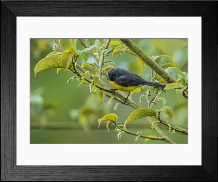 Framed Print : Picture No. 11980981