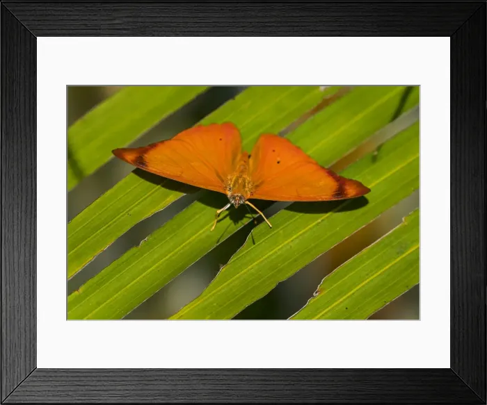Framed Print : Picture No. 11980982 Framed Print : Picture No. 11980982