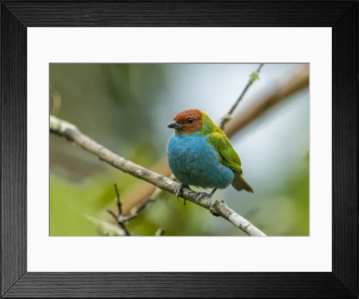 Framed Print : Picture No. 11980983