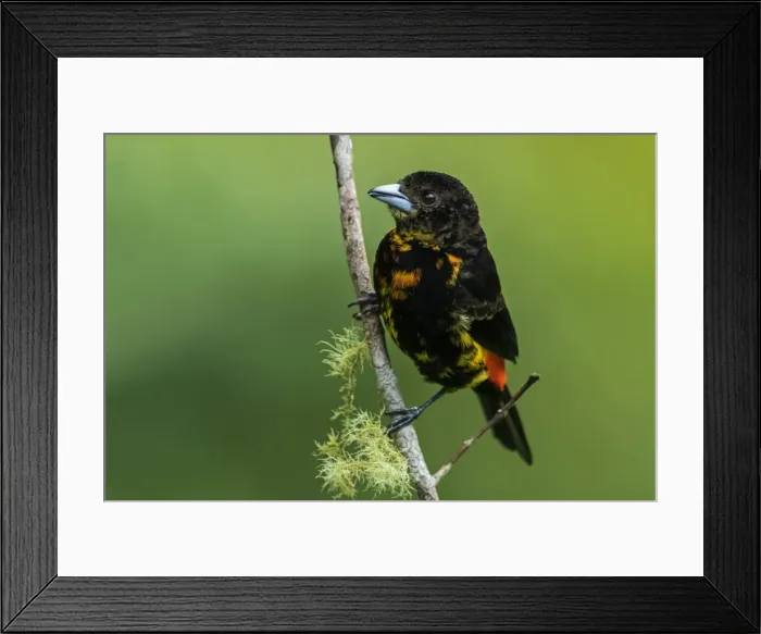 Framed Print : Picture No. 11980984 Framed Print : Picture No. 11980984