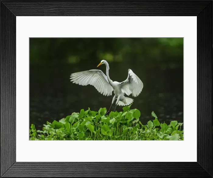 Framed Print : Picture No. 11980986 Framed Print : Picture No. 11980986
