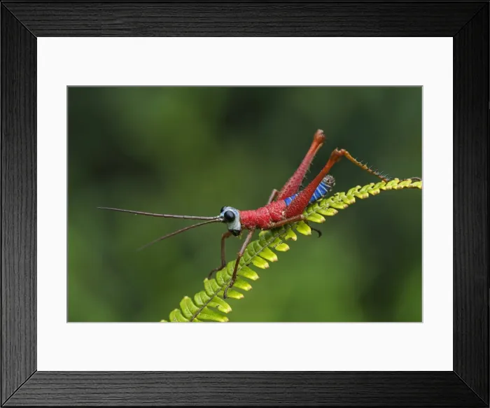 Framed Print : Picture No. 11980989 Framed Print : Picture No. 11980989