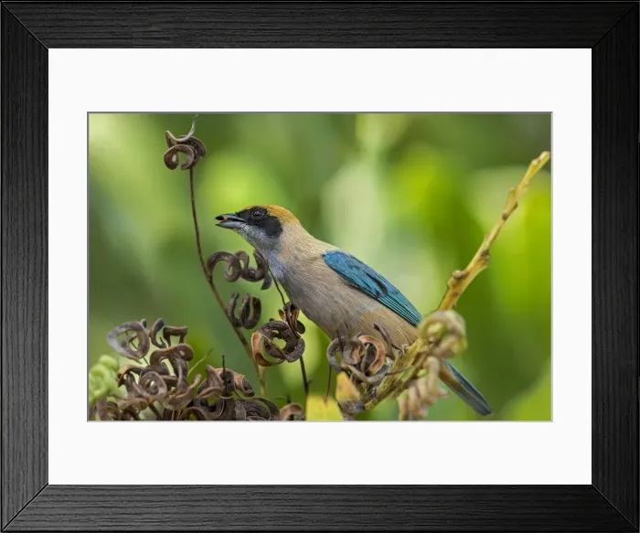 Framed Print : Picture No. 11980990 Framed Print : Picture No. 11980990