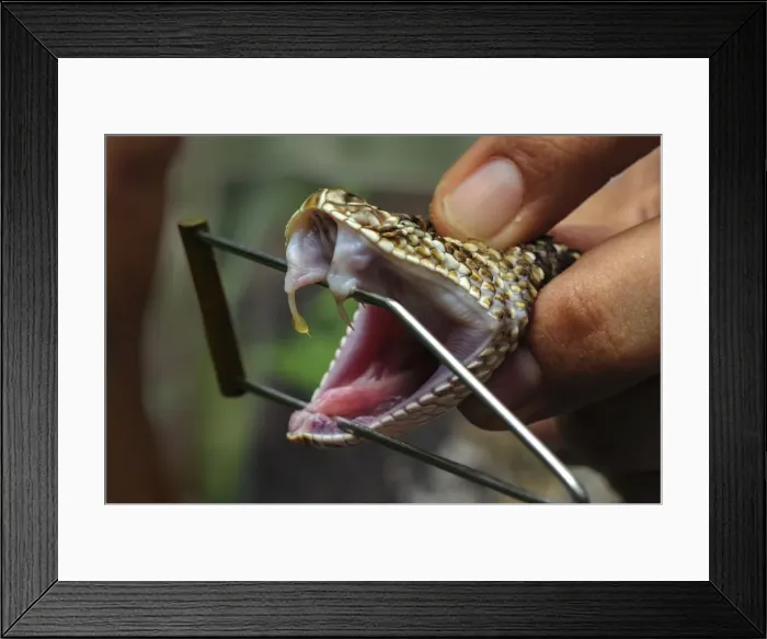 Framed Print : Picture No. 11980991
