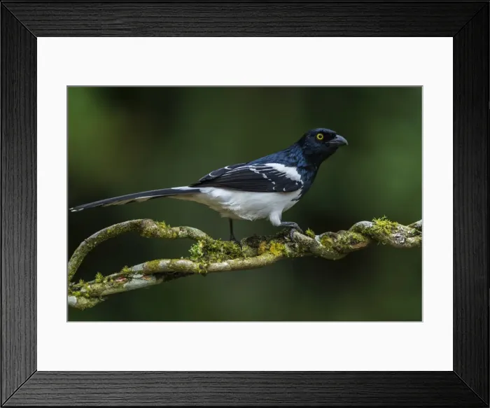 Framed Print : Picture No. 11980992 Framed Print : Picture No. 11980992