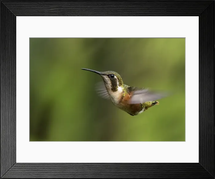 Framed Print : Picture No. 11980993 Framed Print : Picture No. 11980993