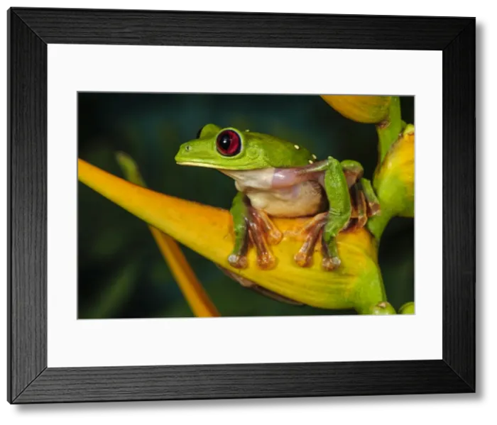 Framed Print : Picture No. 11980994 Framed Print : Picture No. 11980994