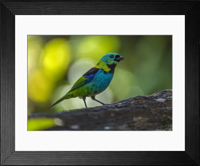 Framed Print : Picture No. 11980997 Framed Print : Picture No. 11980997