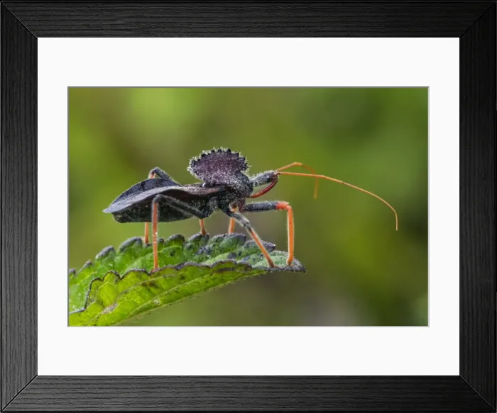 Framed Print : Picture No. 11980998 Framed Print : Picture No. 11980998