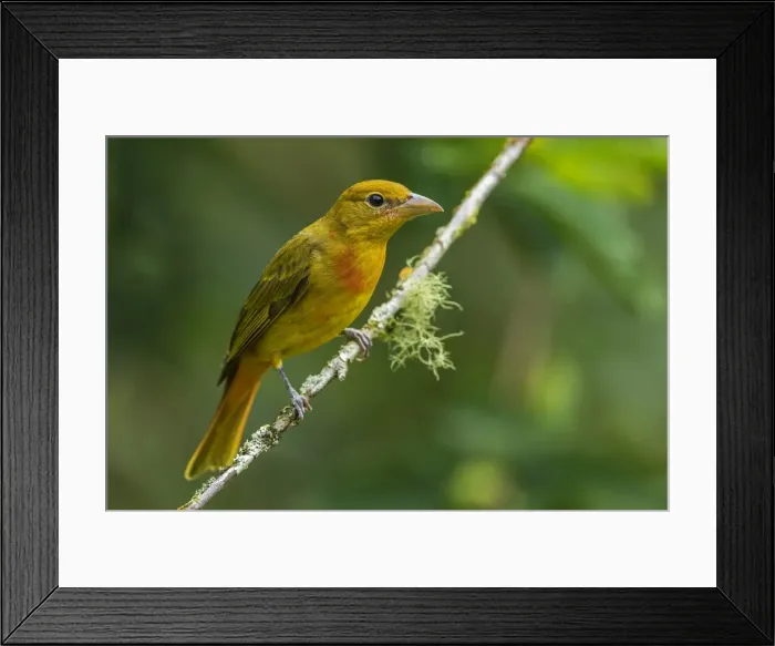 Framed Print : Picture No. 11980999 Framed Print : Picture No. 11980999