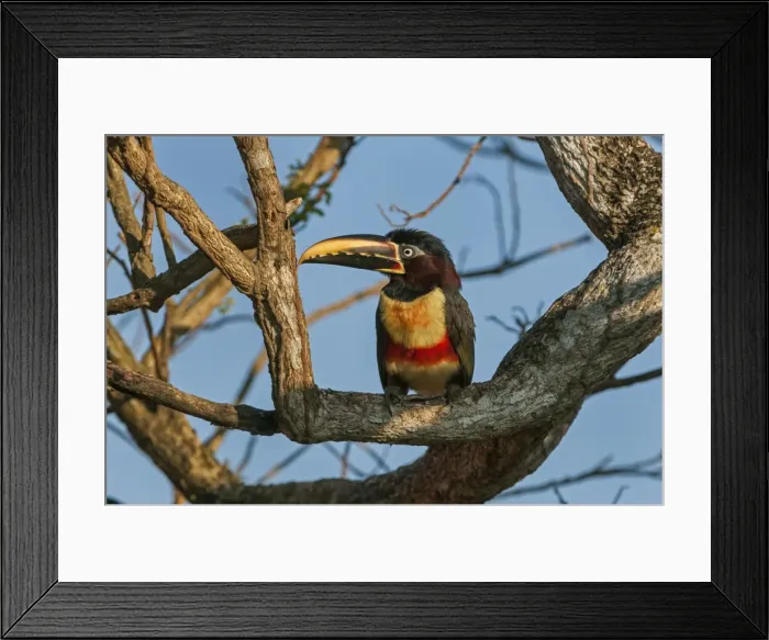 Framed Print : Picture No. 11981000 Framed Print : Picture No. 11981000