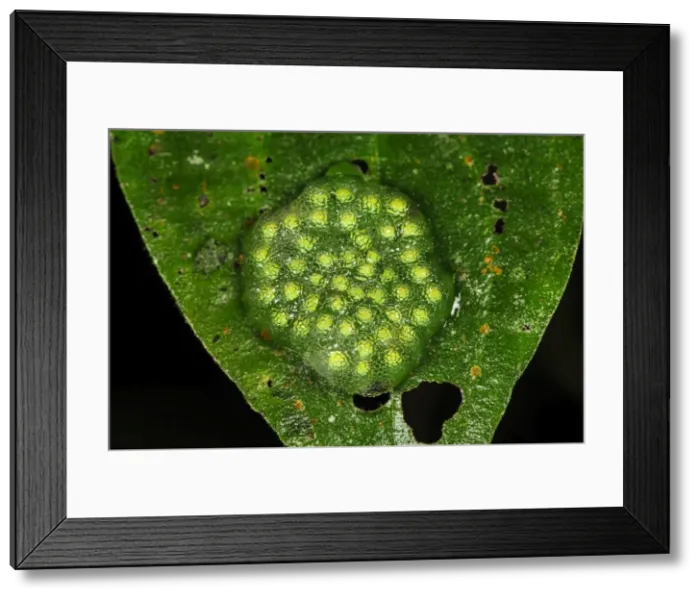 Framed Print : Picture No. 11981001 Framed Print : Picture No. 11981001