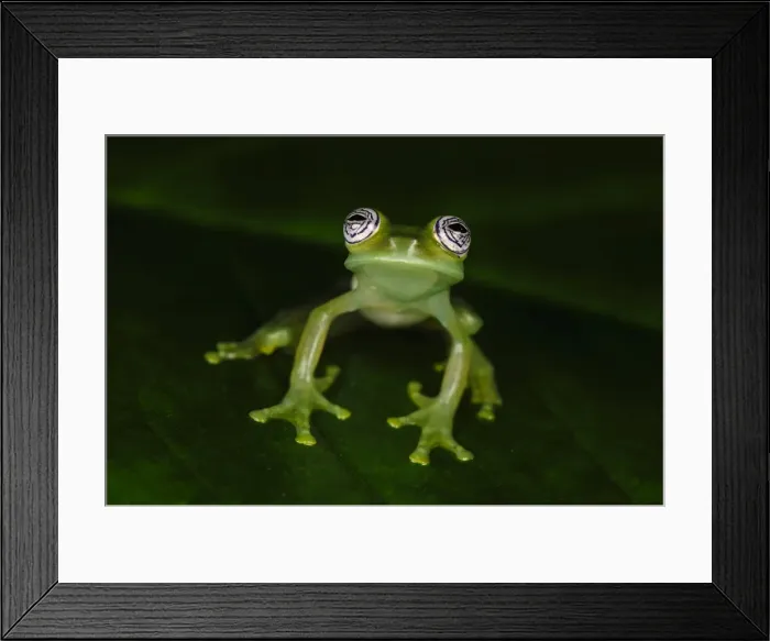 Framed Print : Picture No. 11981002 Framed Print : Picture No. 11981002