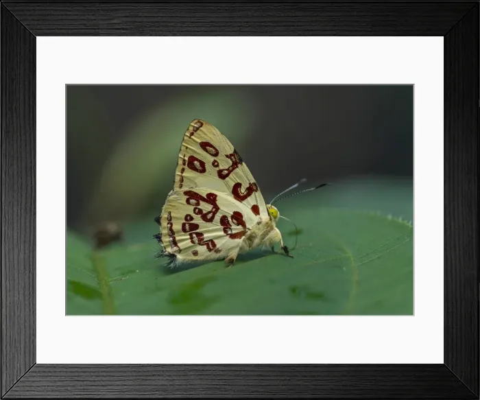 Framed Print : Picture No. 11981003