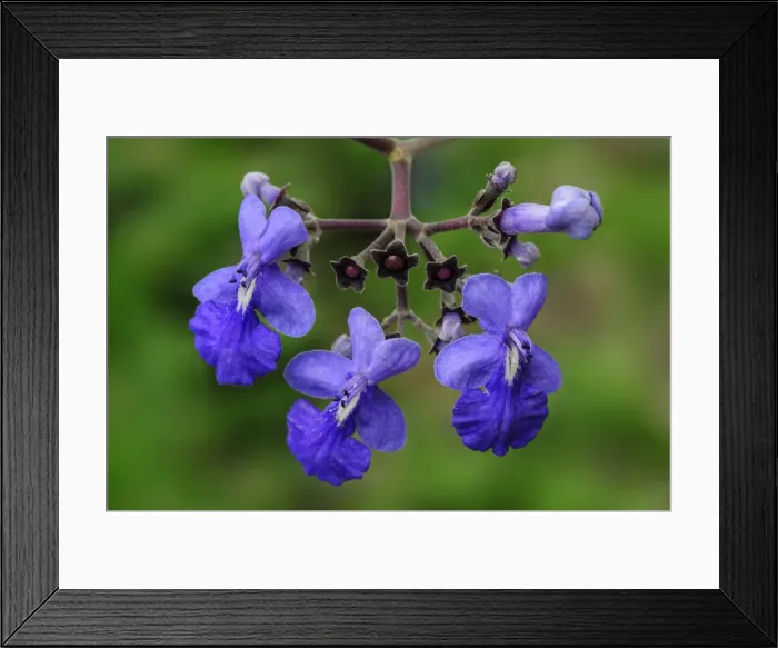 Framed Print : Picture No. 11981004 Framed Print : Picture No. 11981004
