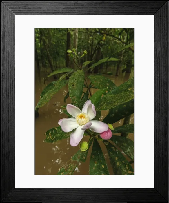 Framed Print : Picture No. 11981005 Framed Print : Picture No. 11981005