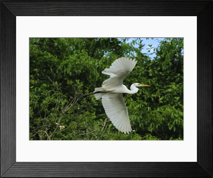 Framed Print : Picture No. 11981006
