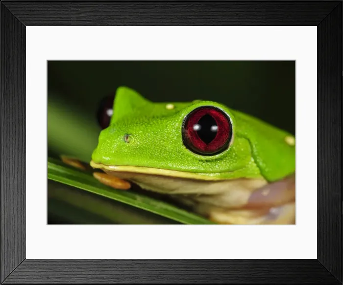 Framed Print : Picture No. 11981007 Framed Print : Picture No. 11981007