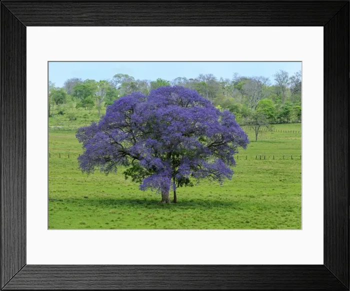 Framed Print : Picture No. 11981008