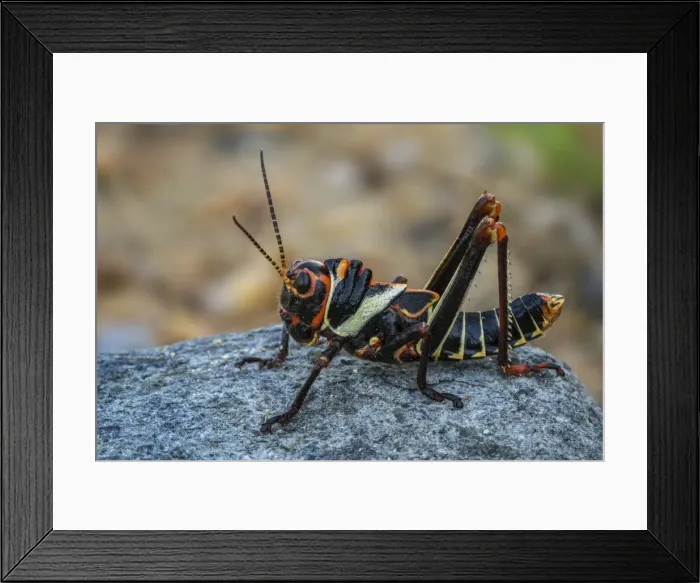 Framed Print : Picture No. 11981009