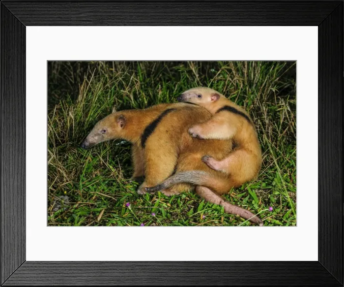 Framed Print : Picture No. 11981010