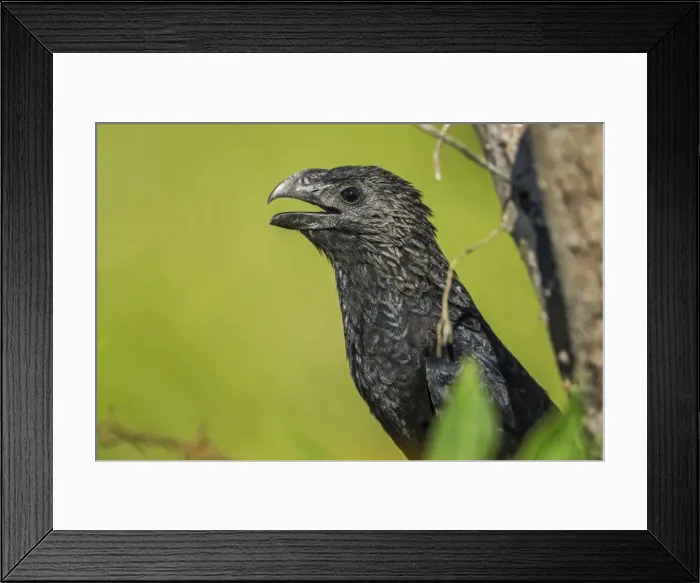 Framed Print : Picture No. 11981011 Framed Print : Picture No. 11981011