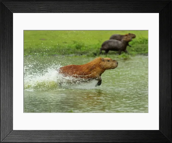 Framed Print : Picture No. 11981012 Framed Print : Picture No. 11981012