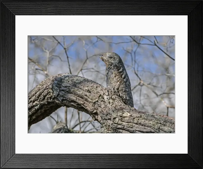 Framed Print : Picture No. 11981013 Framed Print : Picture No. 11981013