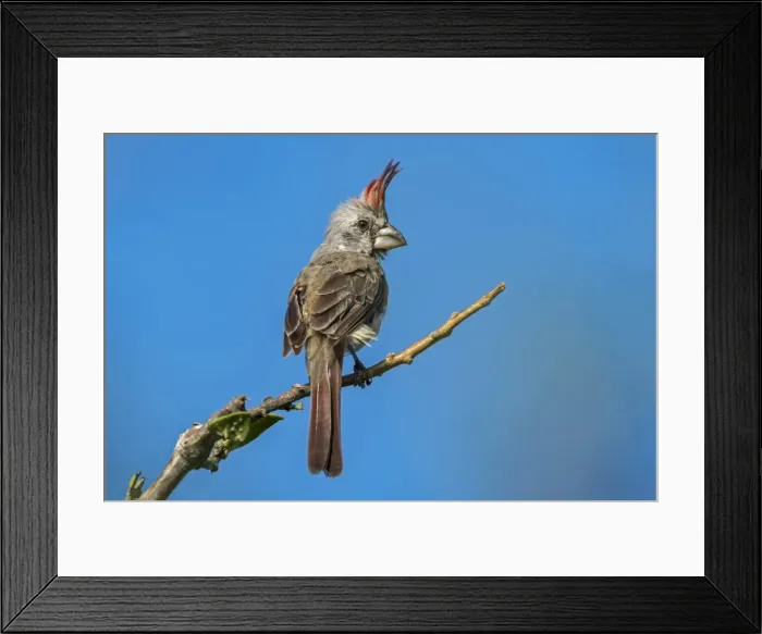 Framed Print : Picture No. 11981014